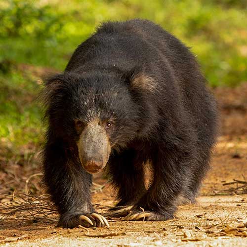 Sloth Bear