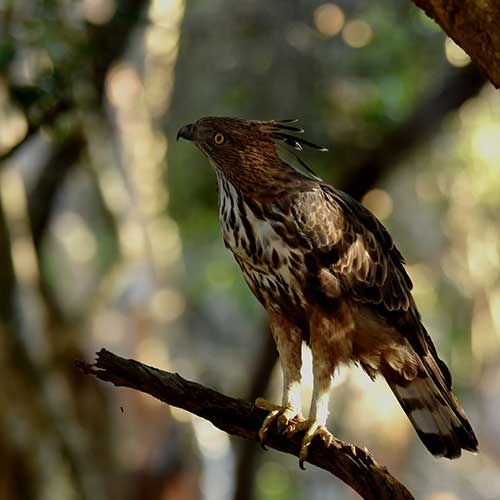 Exotic Bird