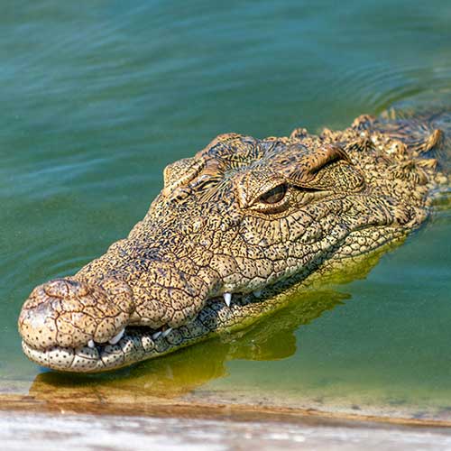 Crocodile