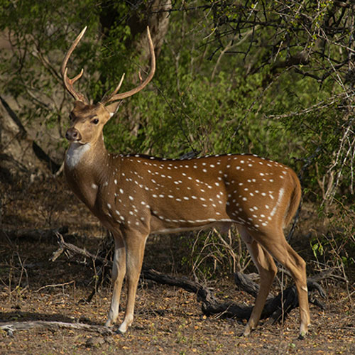 Spotted Deer