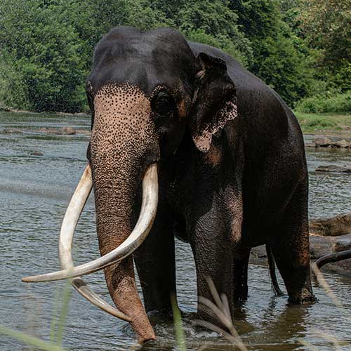 Elephant in the wild