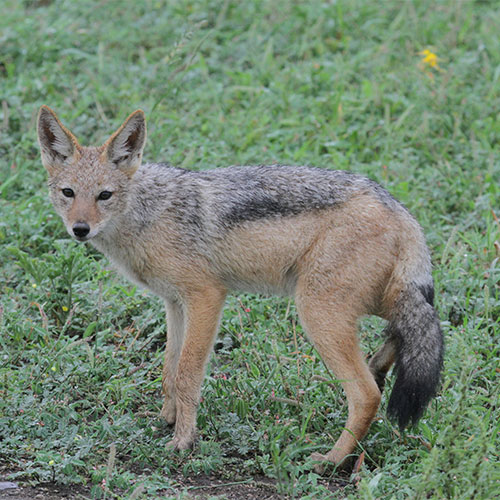 Jackals