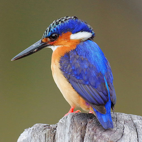 Kingfishers