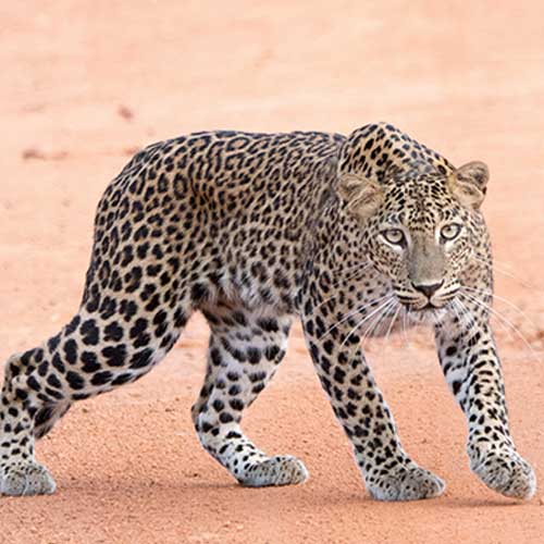Leopards