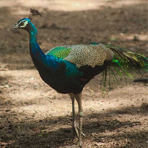 Peacock display