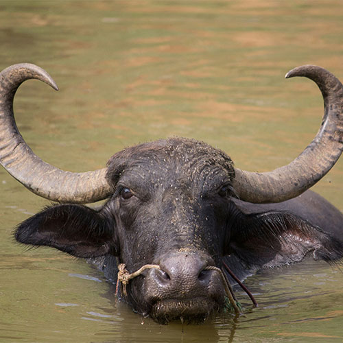 Water buffaloes