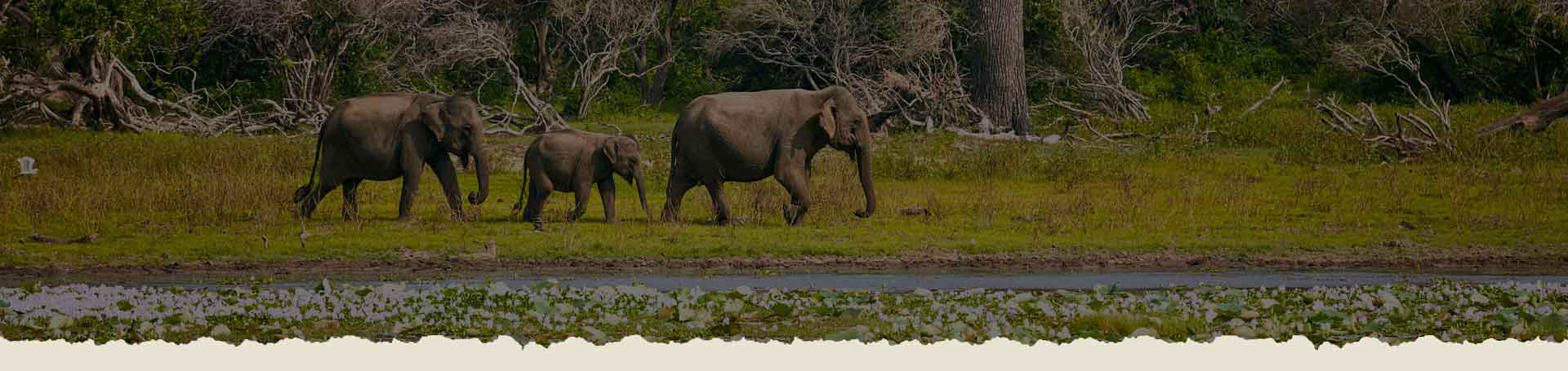 Senu Safari Sri Lanka Adventure