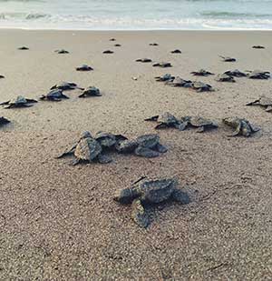 Sea Turtle Hatchery