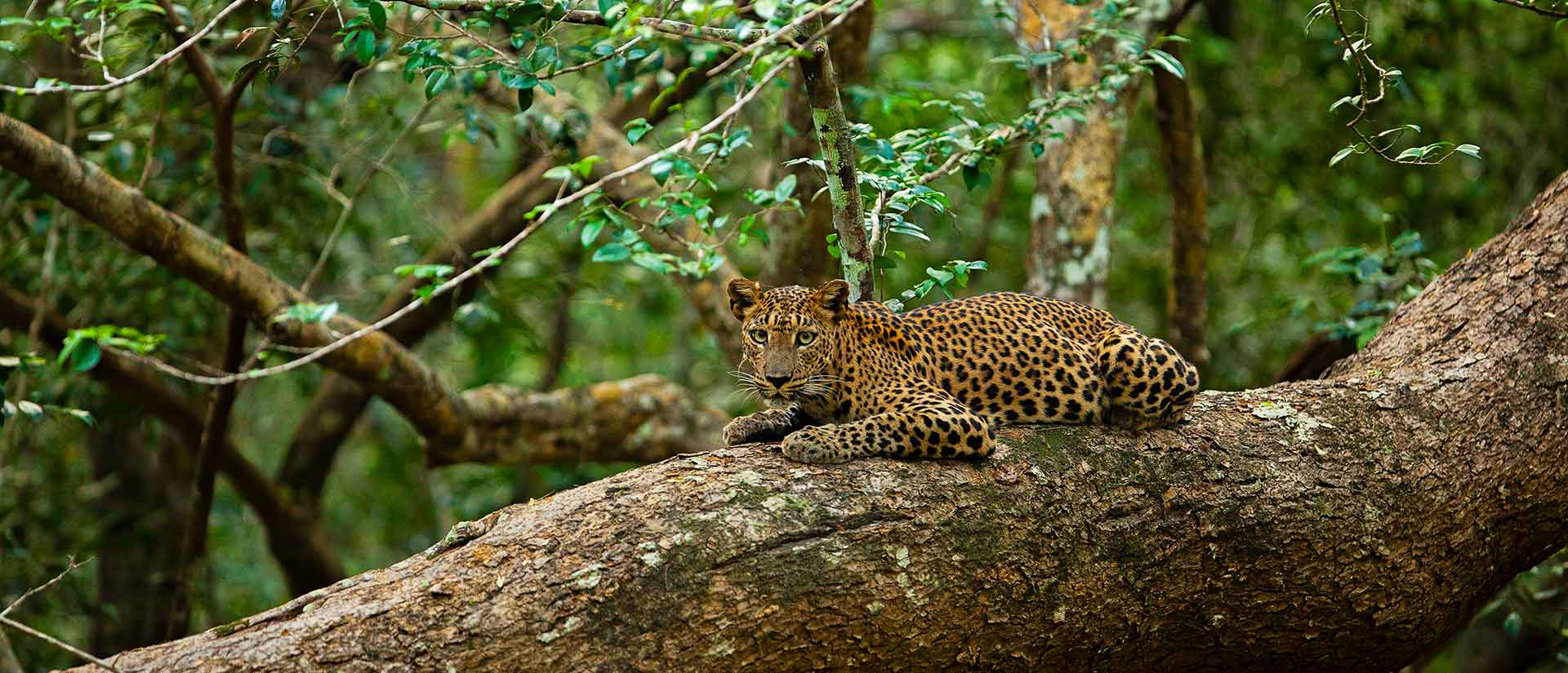 Leopard in Yala